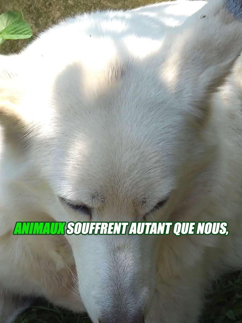 @Vico-Le Savais tu ?