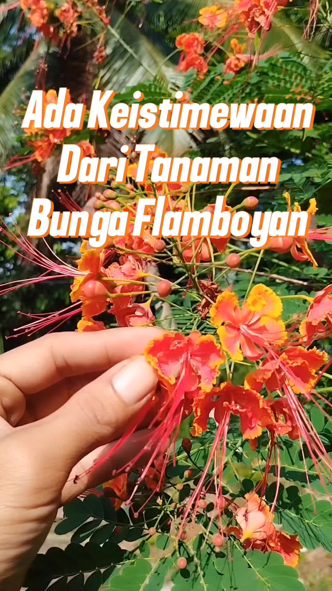 @Bukit Farming