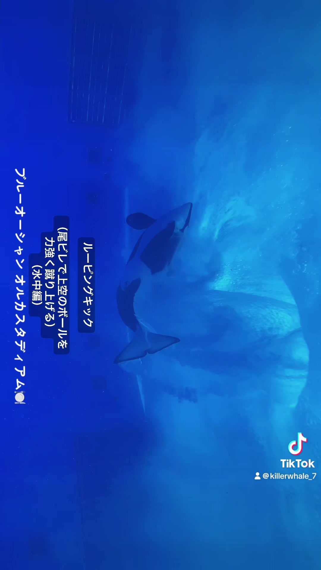 @️🫍シャチが癒し️🌈️️🫧
