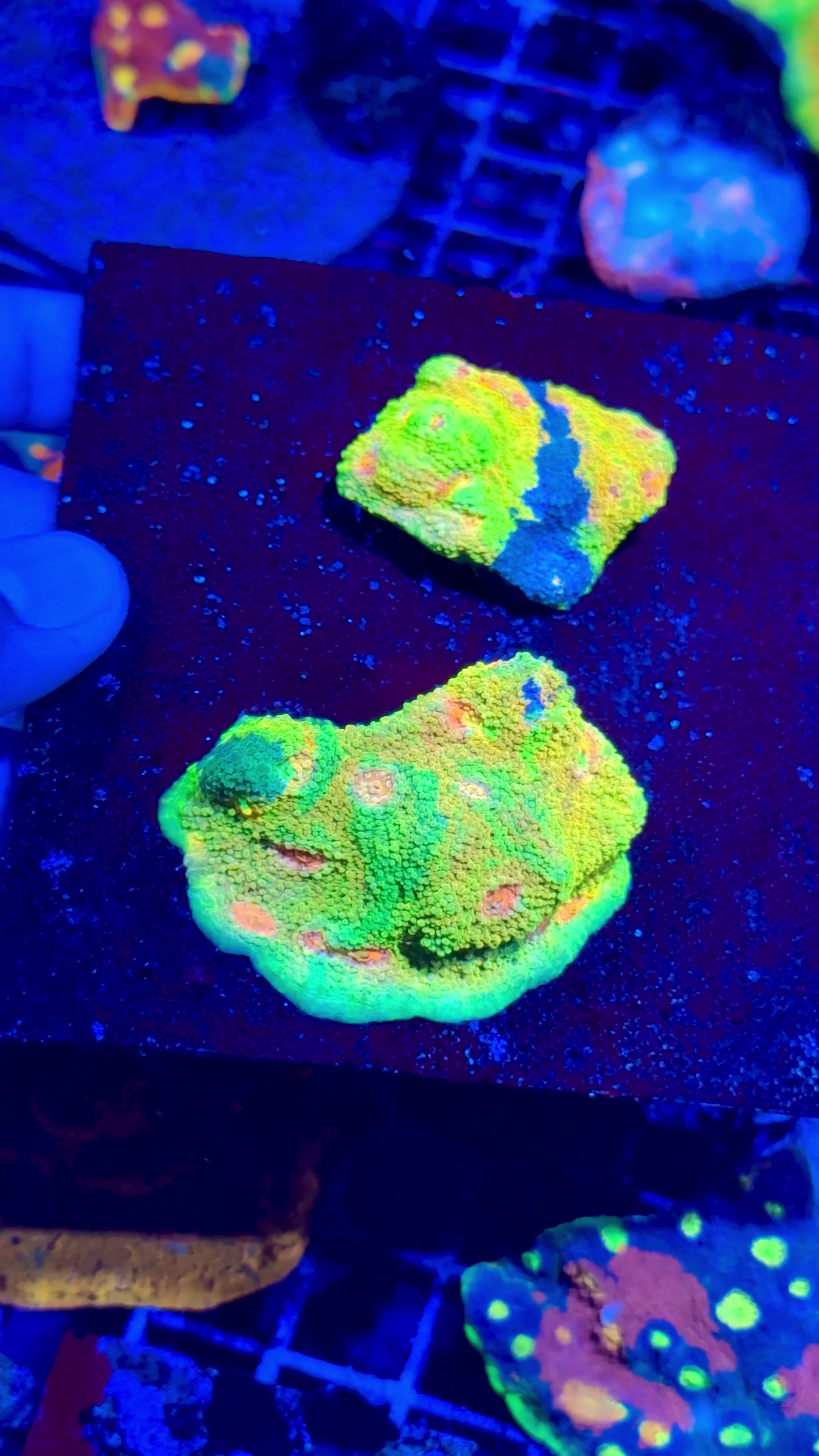 @Cali_Coral_Connect_hxa