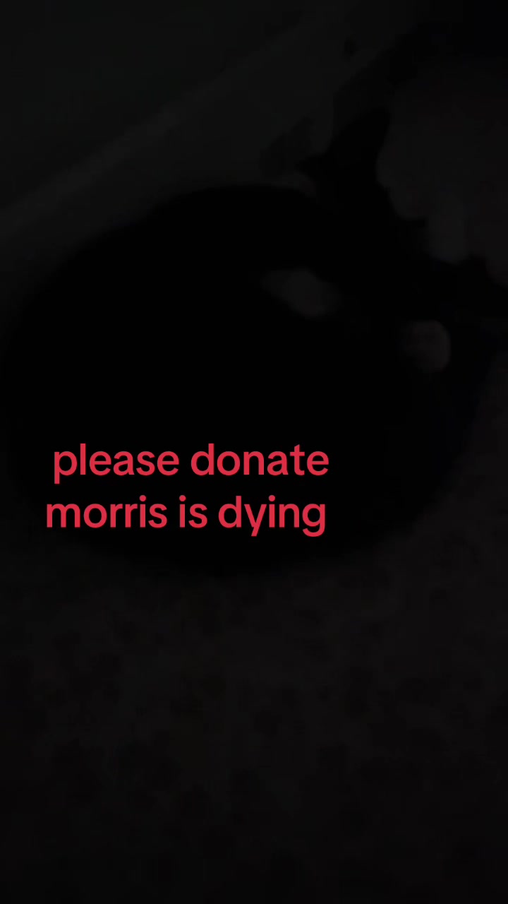 @Save Morris from FIP 🐾❤️&zwj;🩹