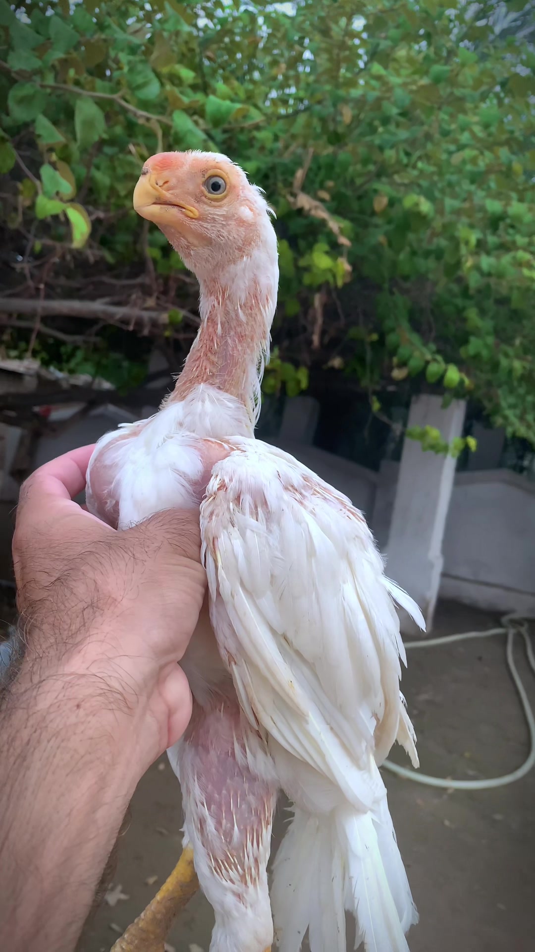 @Birds_Goat