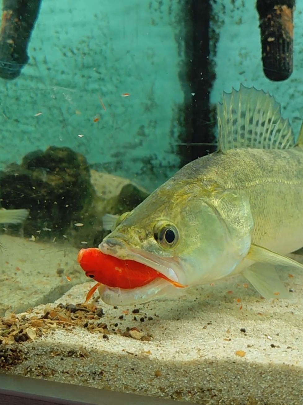 @predatoryfishtank