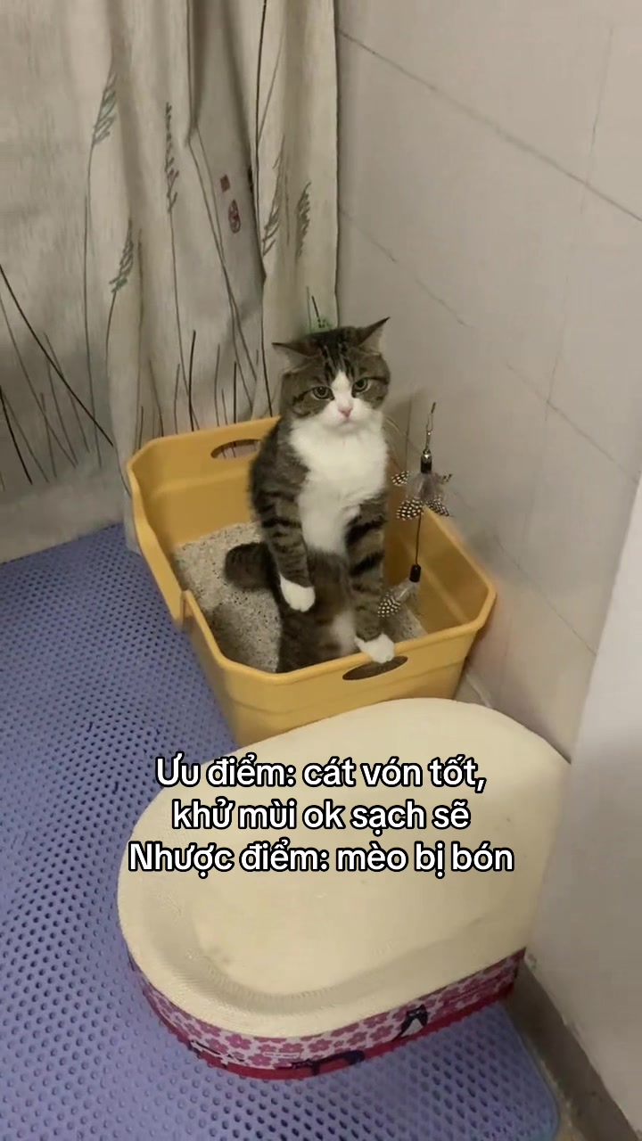 @Skibidi Cat