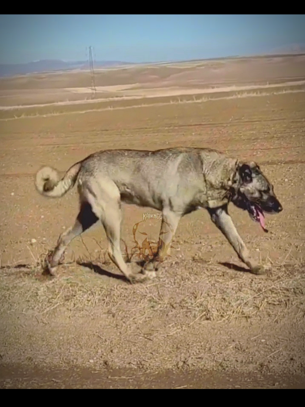 @𝗞𝗔𝗜𝗞𝗔𝗡𝗚𝗔𝗟