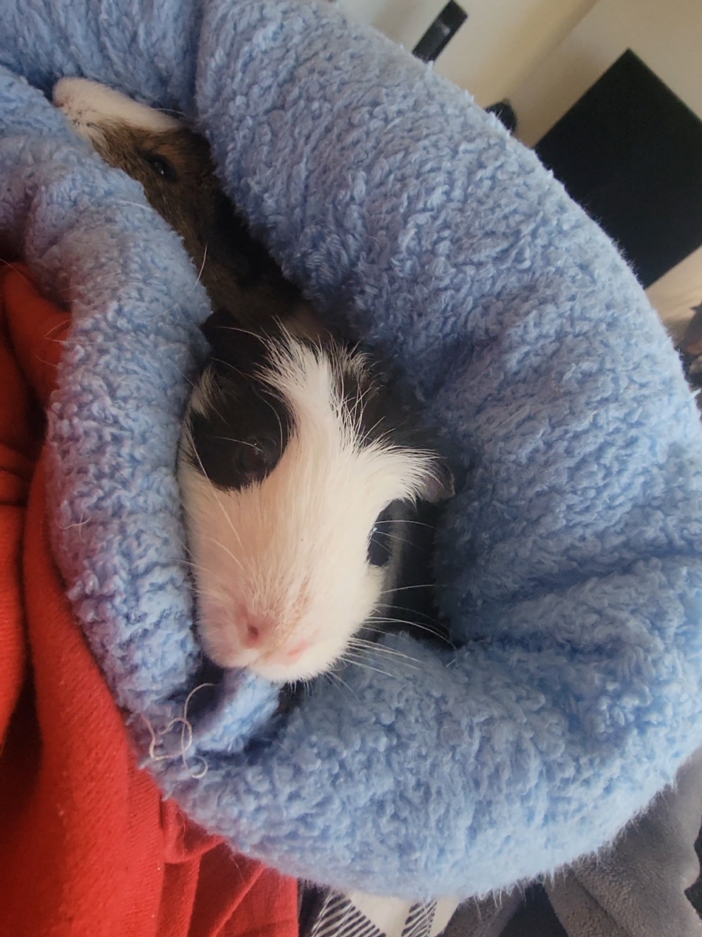 @Dunkin & Donut the guinea pigs