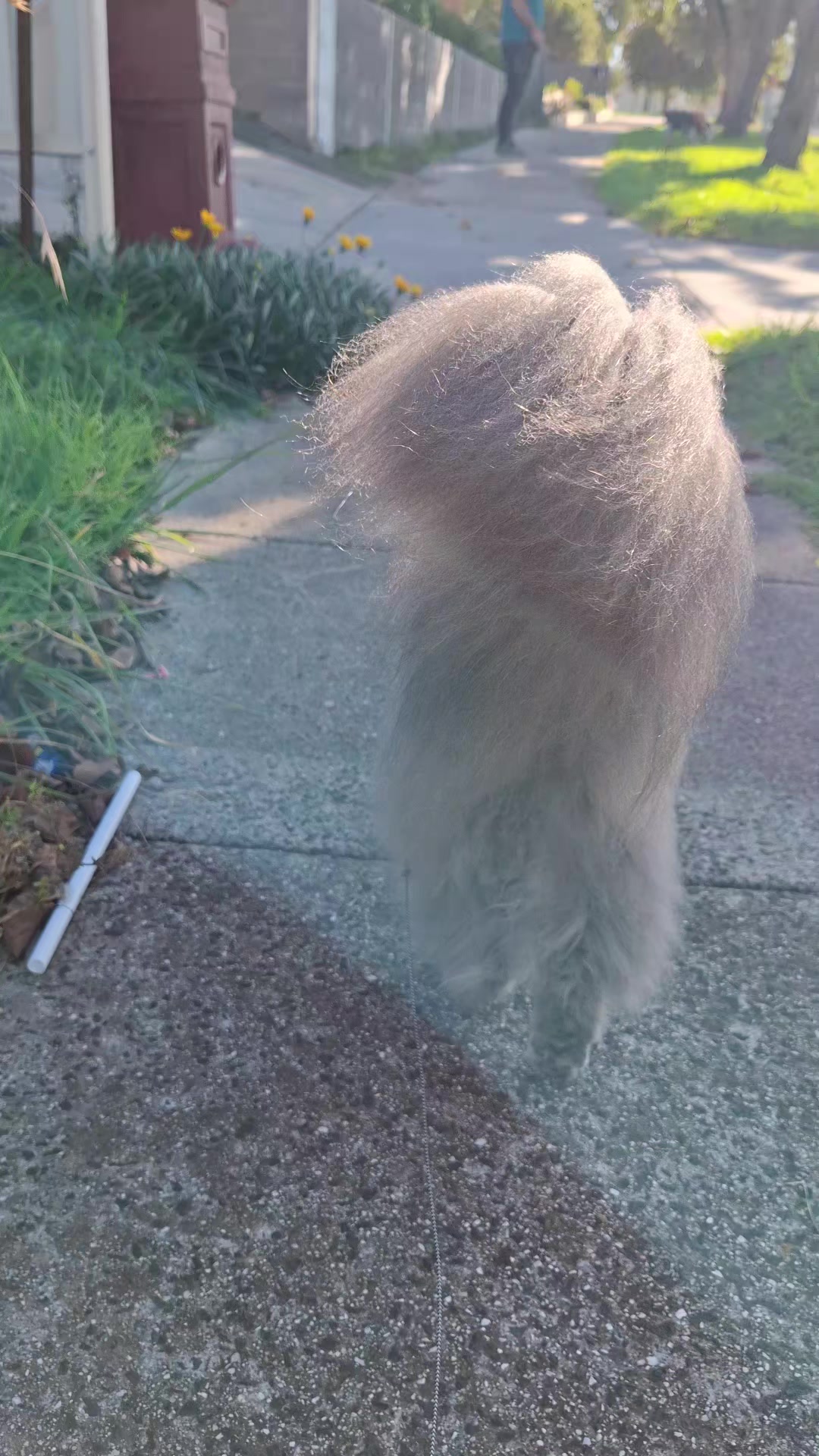 @Ragnar the Maine Coon 🐈
