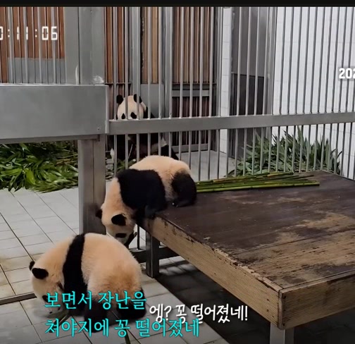 @K-PANDA kim