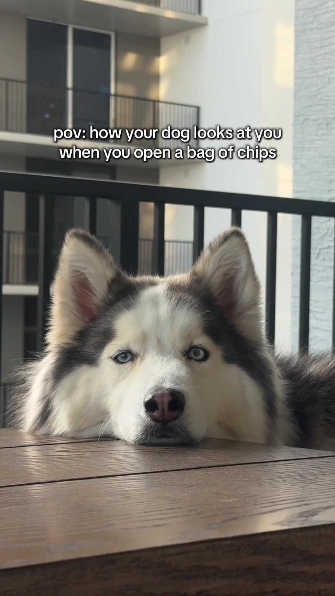 @Winnie & Wookie🐾