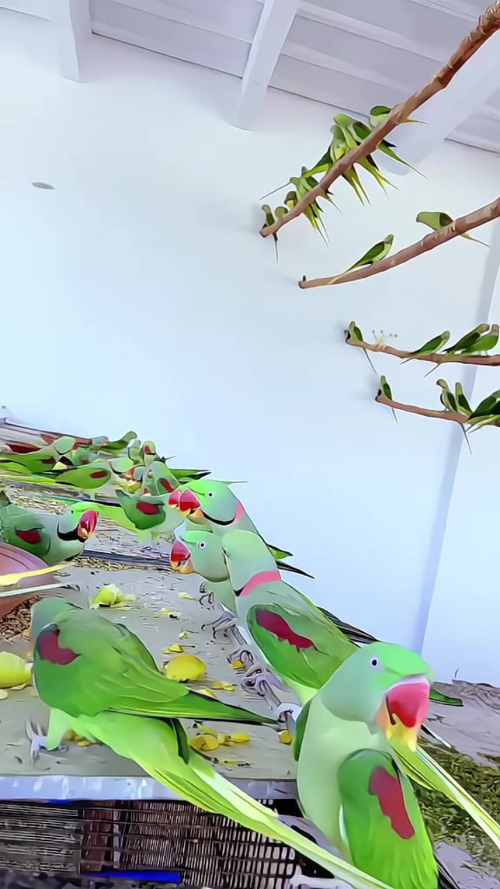 @WA Aviary