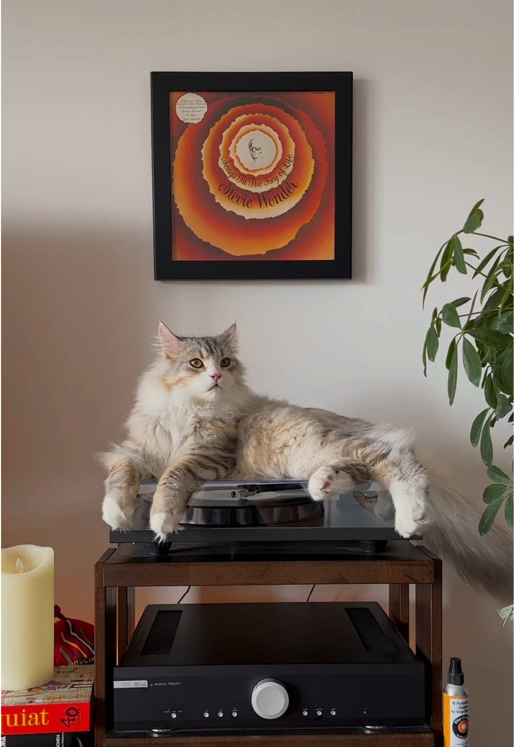 @Leon The Vinyl Cat