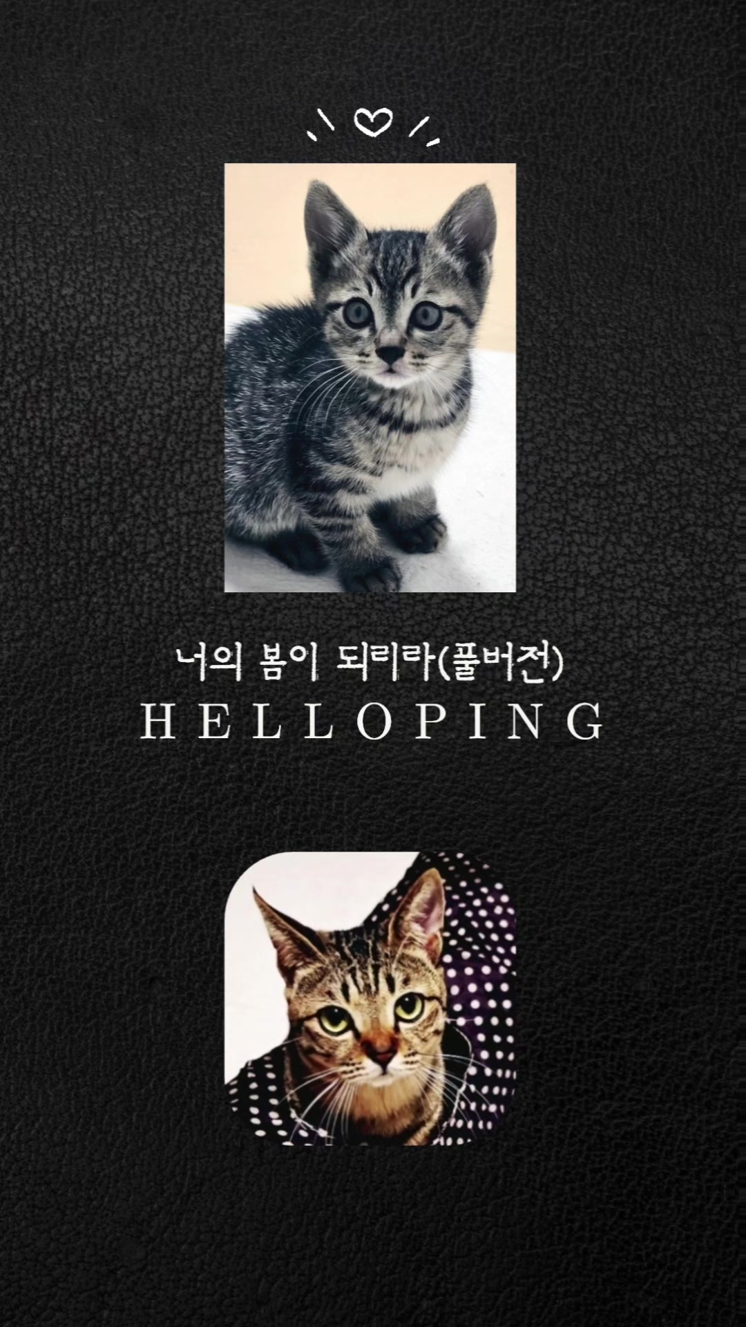 @๐ท HELLO PING ๐ท