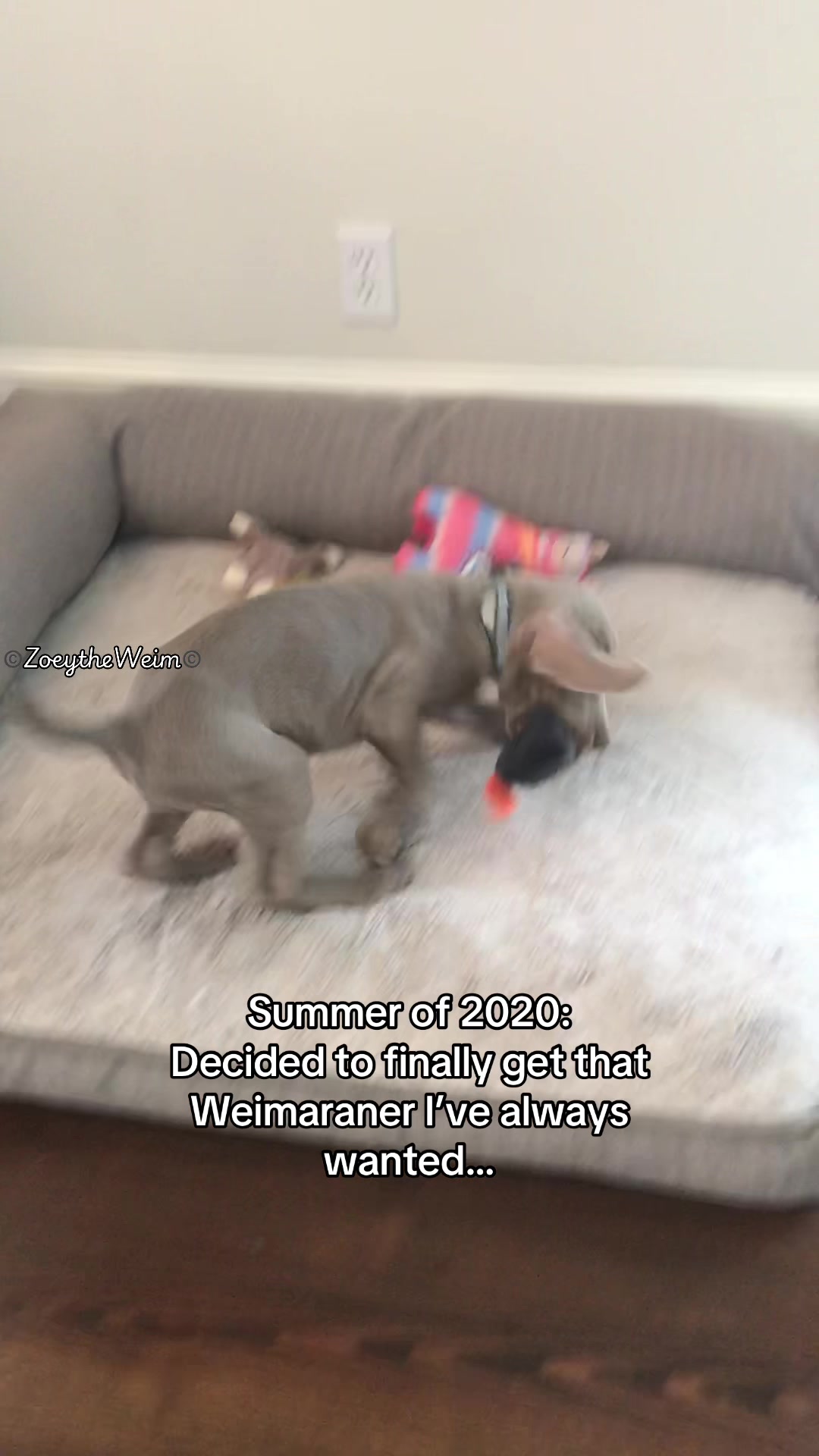 @Zoey the Weim