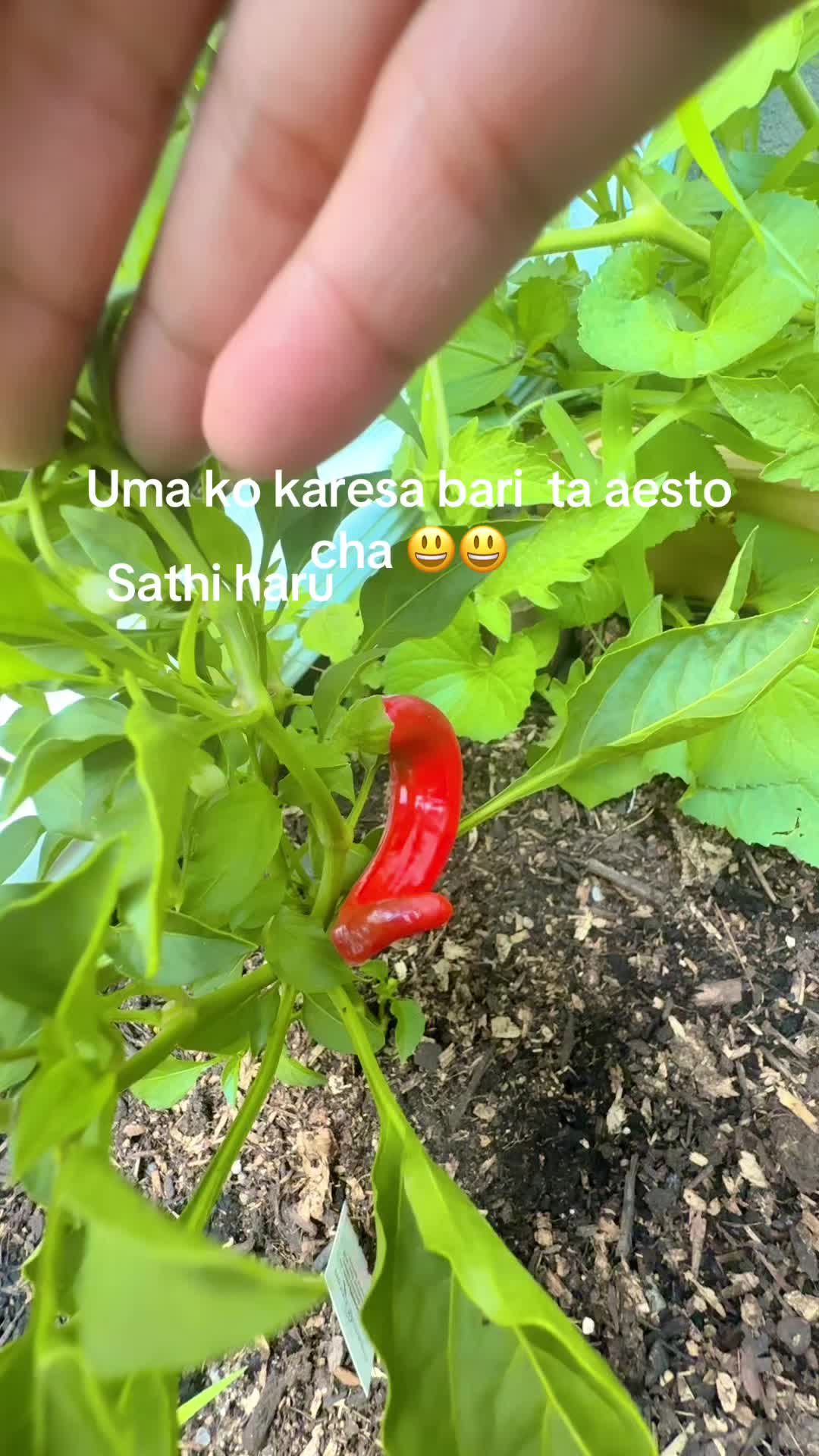 @Uma Gajurel