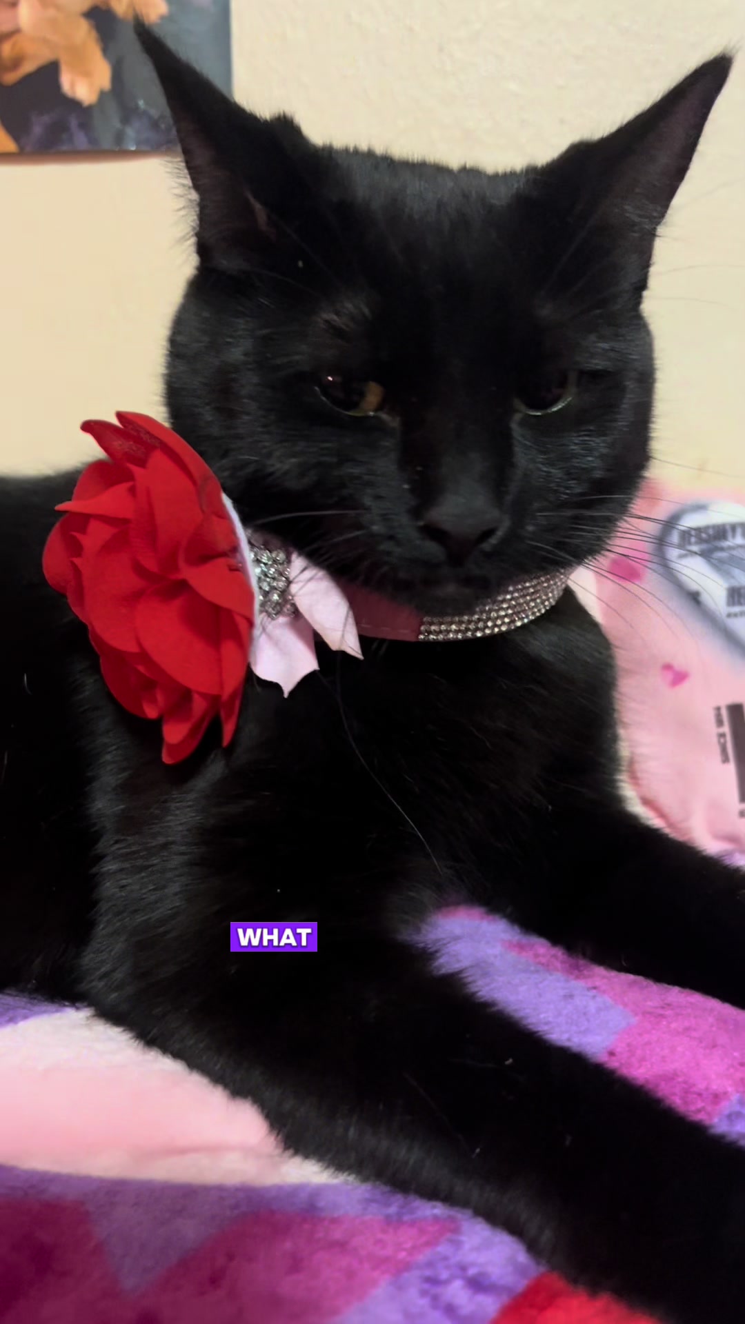 @Concerned_Kitty