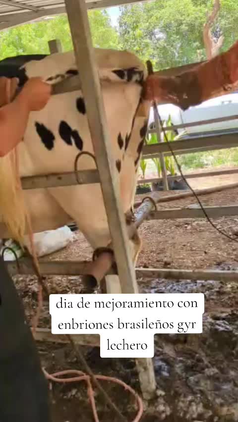 @Rancho El guanaco