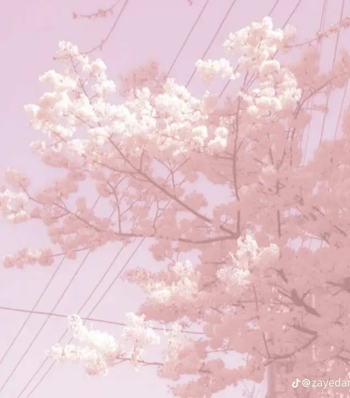 @✰gαвяєℓℓα ✰ ⸆⸉ ོ ⊹