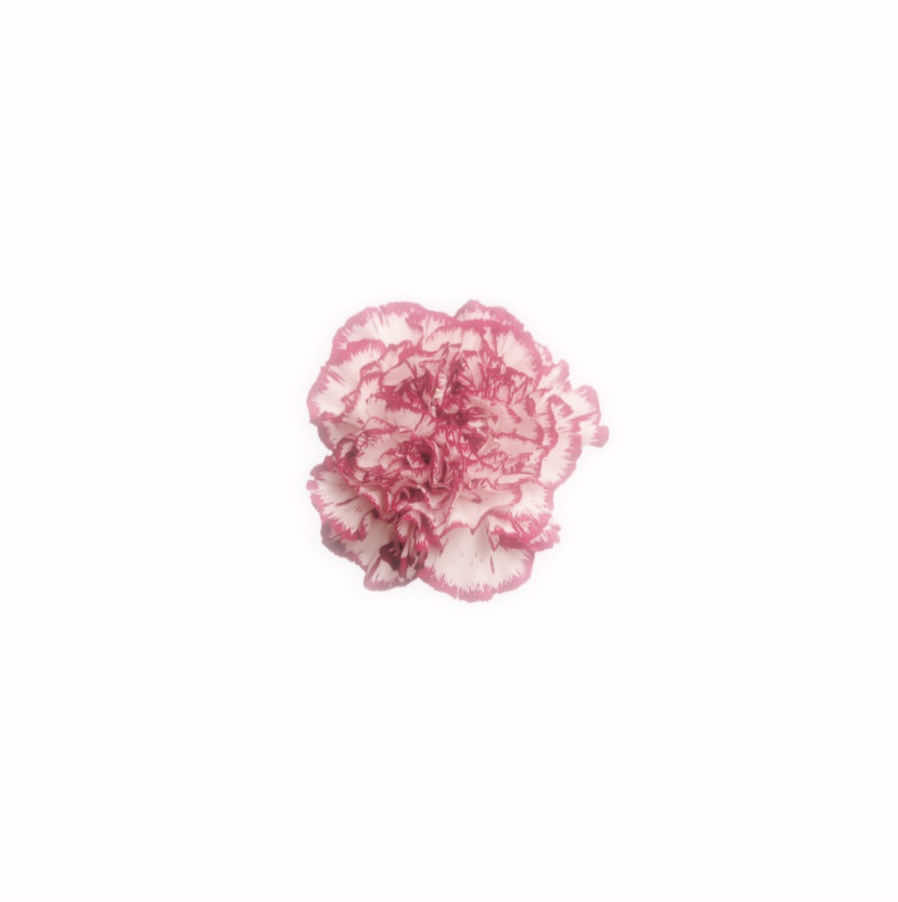 @˖Ი𐑼⋆ 𝓣iph ♡ 𝓛ohen&rsquo;s 𝕭unny