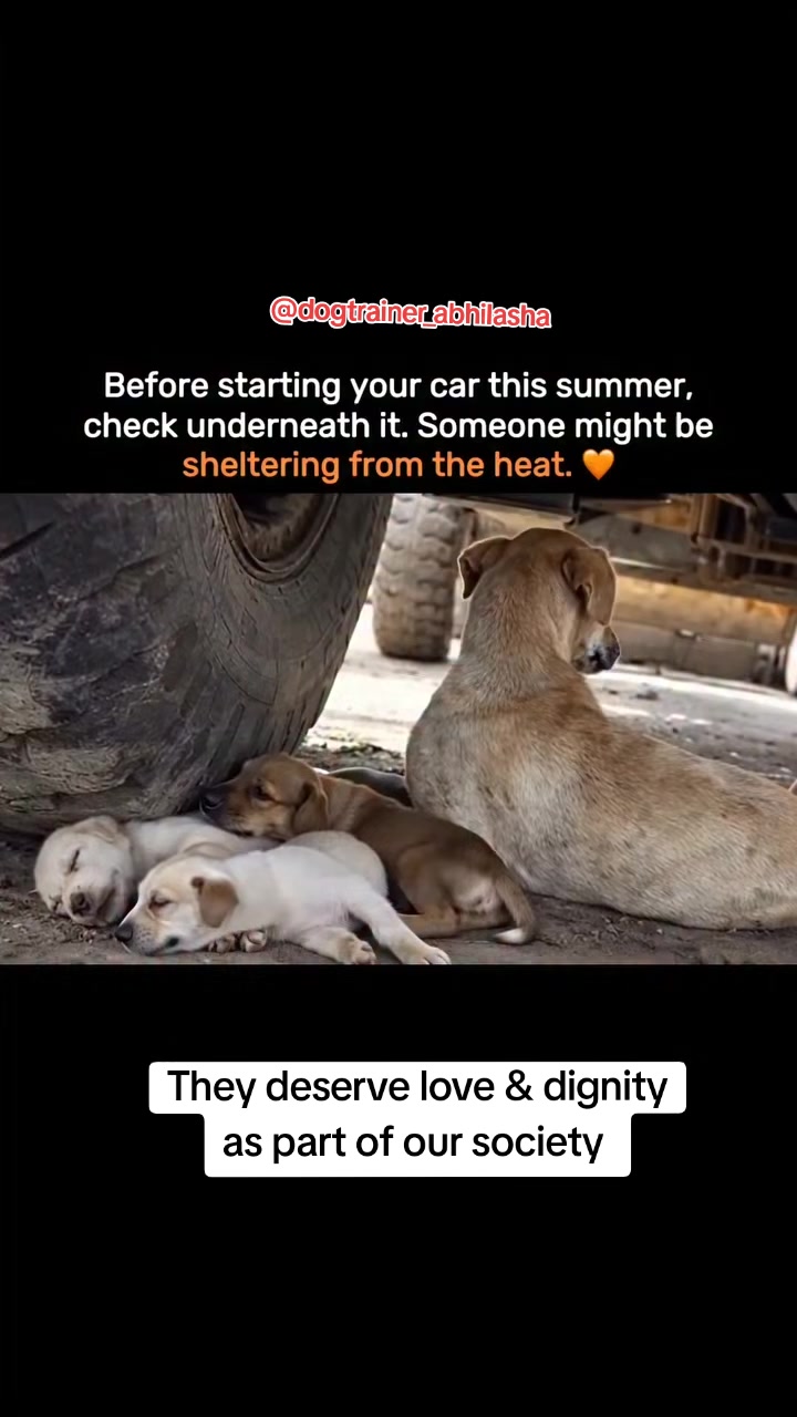 @Abhilasha - DogTrainer