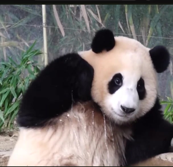 @K-PANDA kim