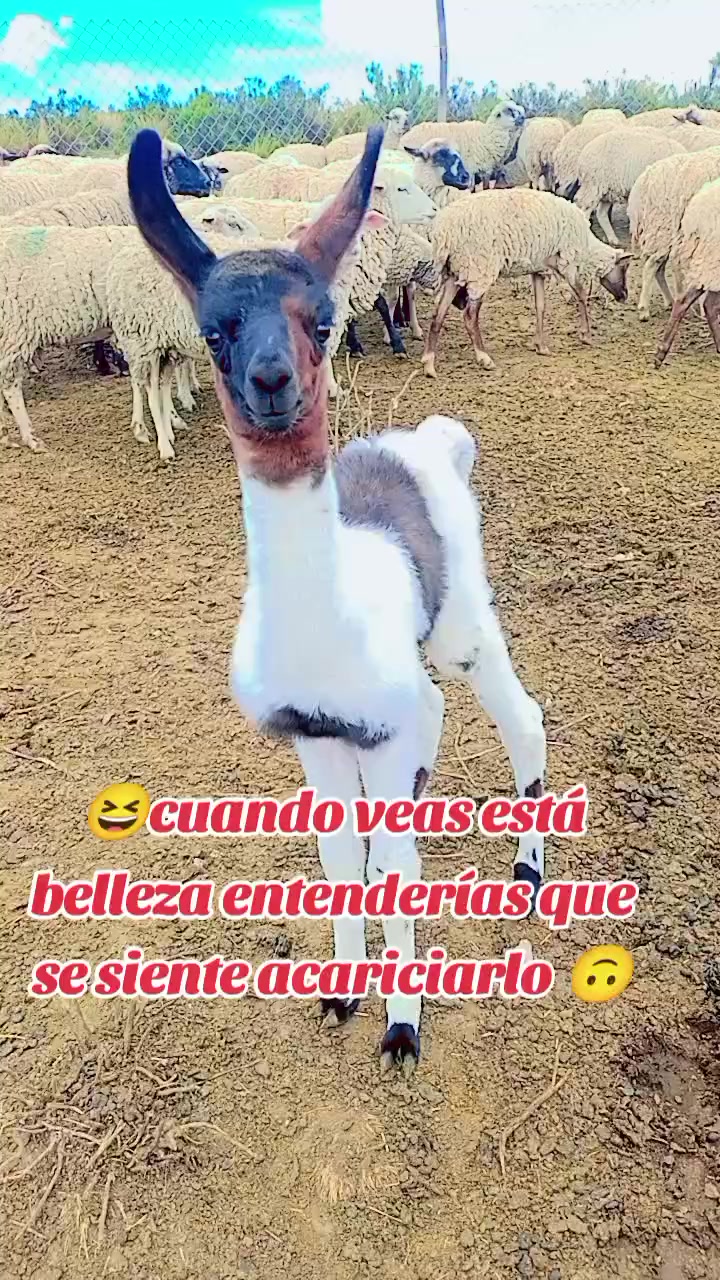 @🔰🔰LOKITO_513🇨🇱315🇧🇴🔰