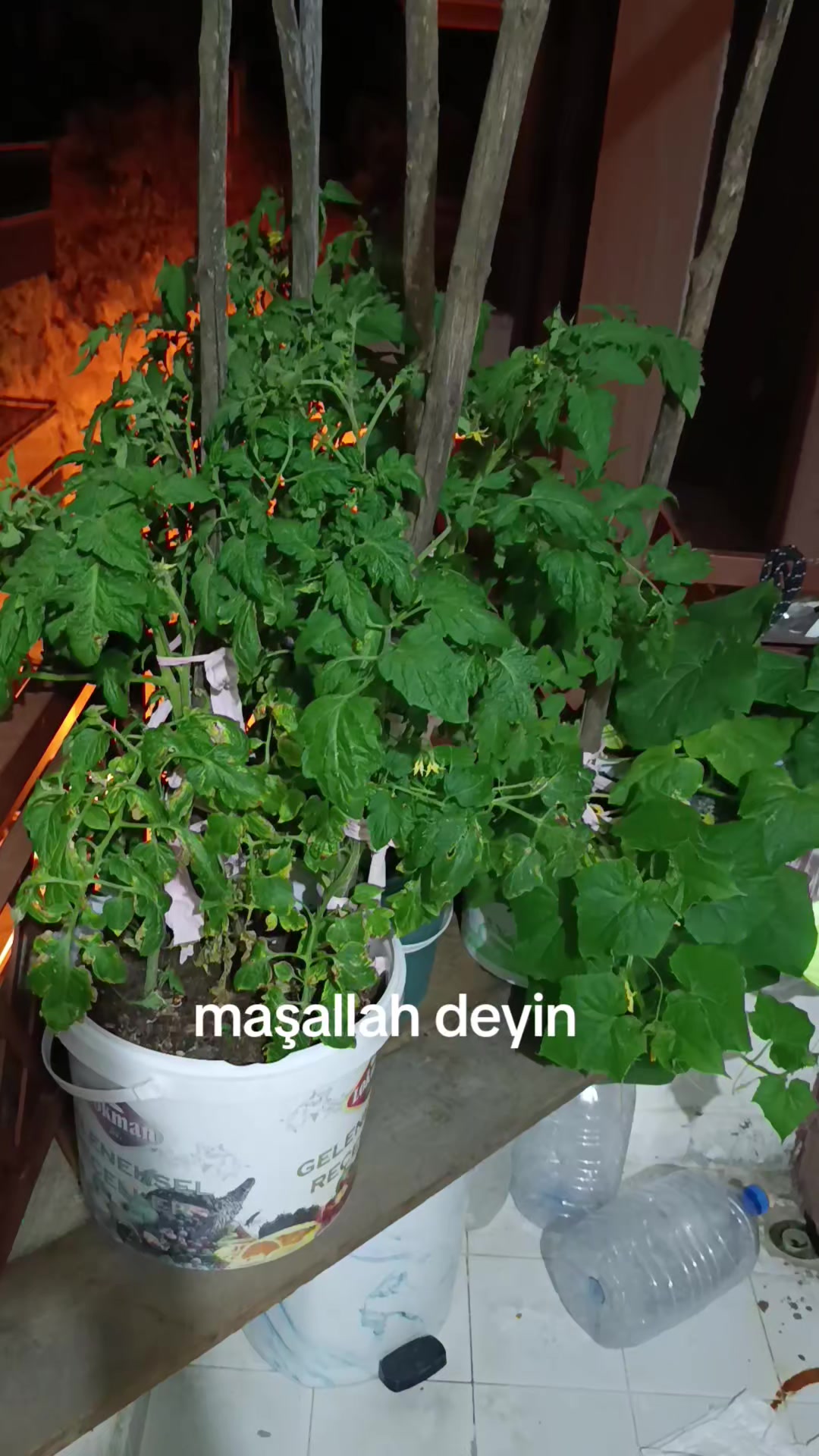 @zalimin kızı 06