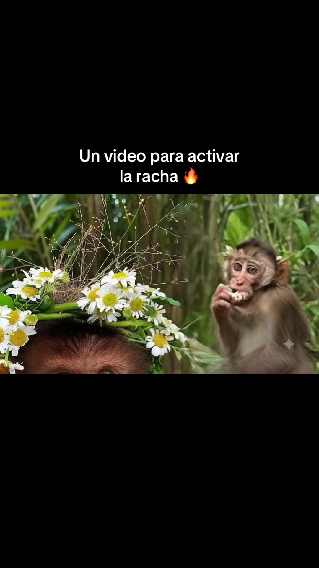 @RabPesito 🔥
