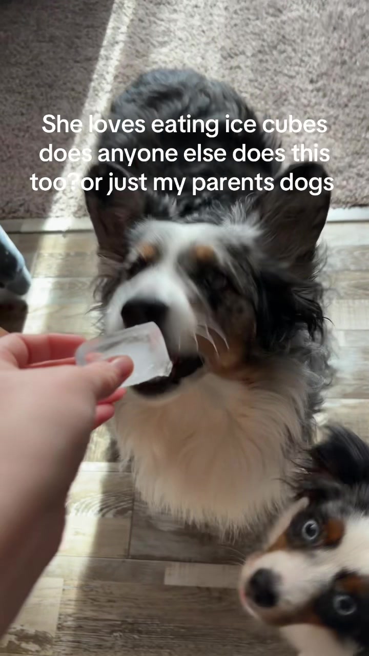 @bellaandrockieandsammie