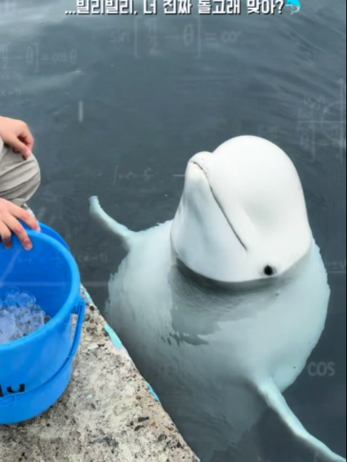 @DolphinTok