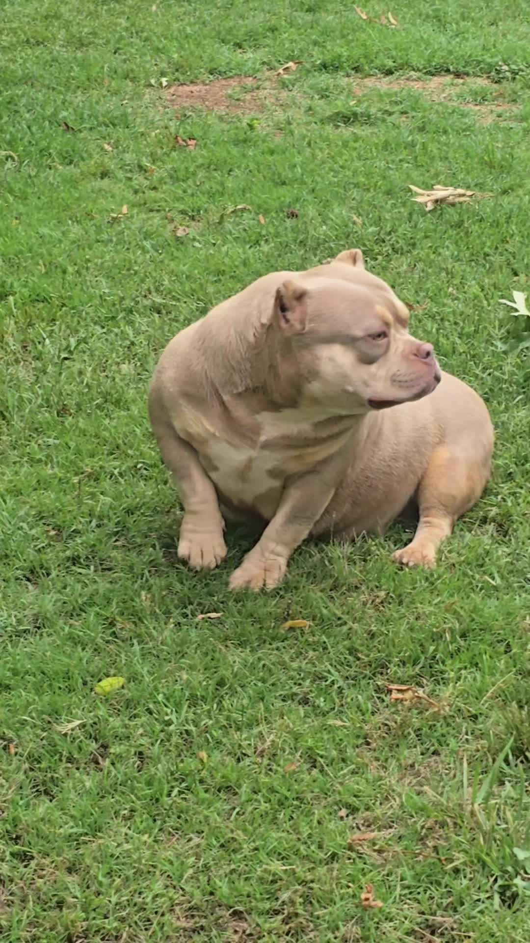 @EClassBullys