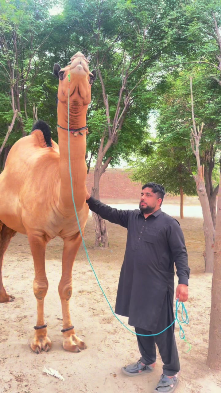 @Hamza Arshad