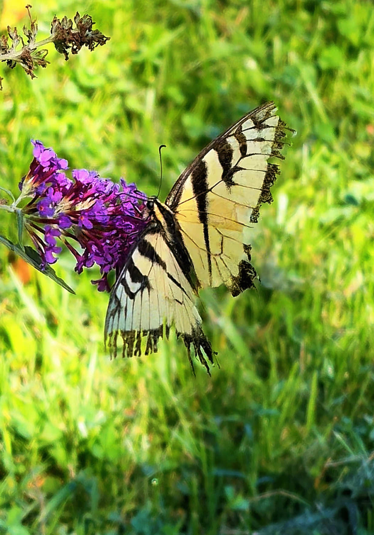 @Naturelover