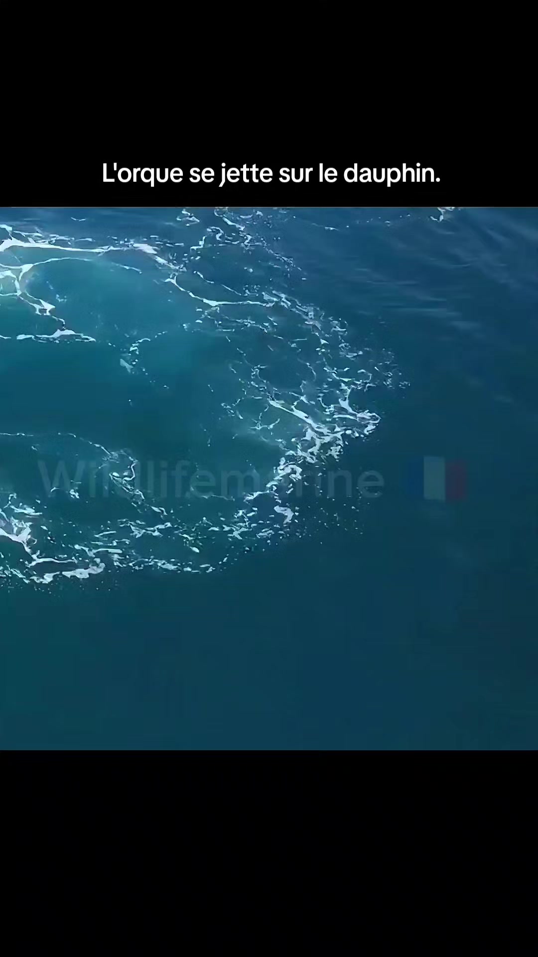 @wildlifemarine 🇲🇫