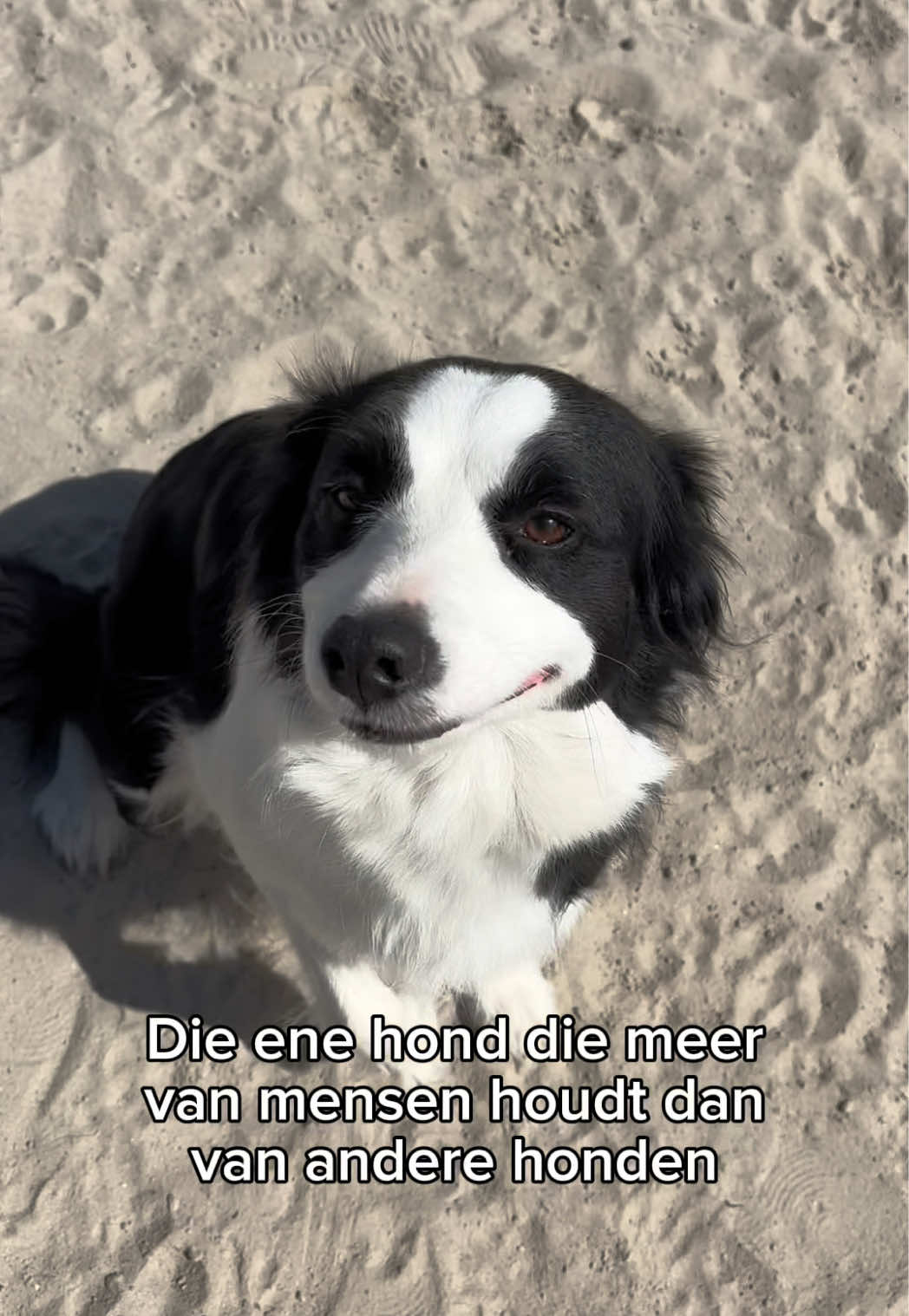 @HuisdierenhotelDeHeggeWeert