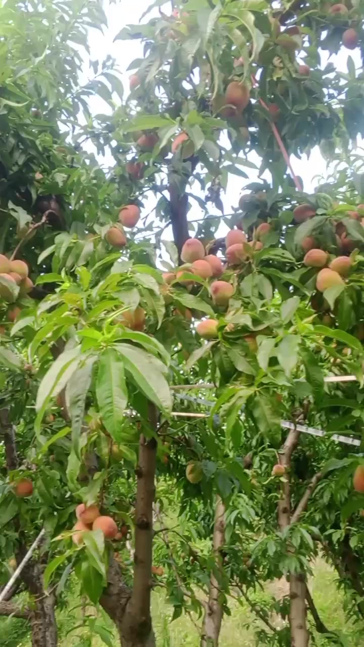 @🍎swat fruit 🍎