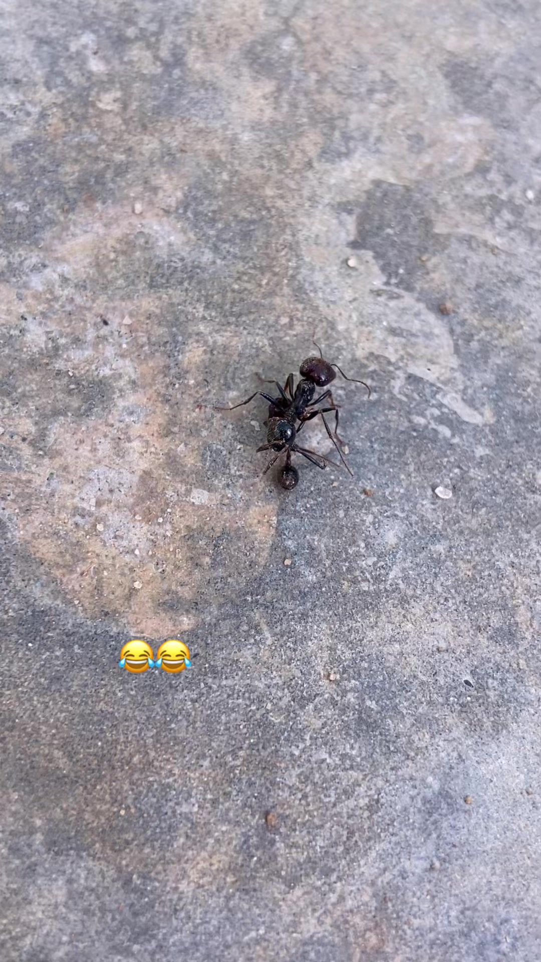 @Afef Aouadi🐍