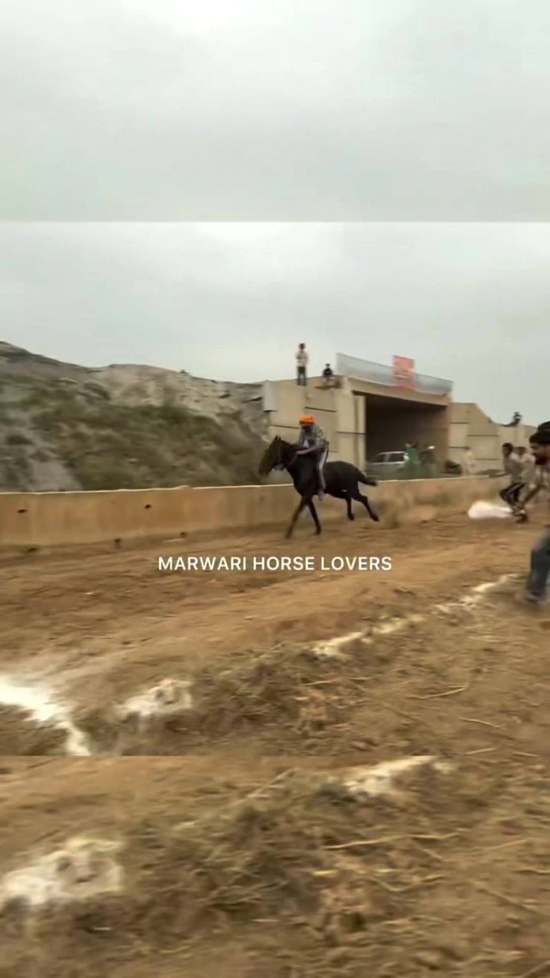 @🏇 MARWARI HORSE RACING 🏇
