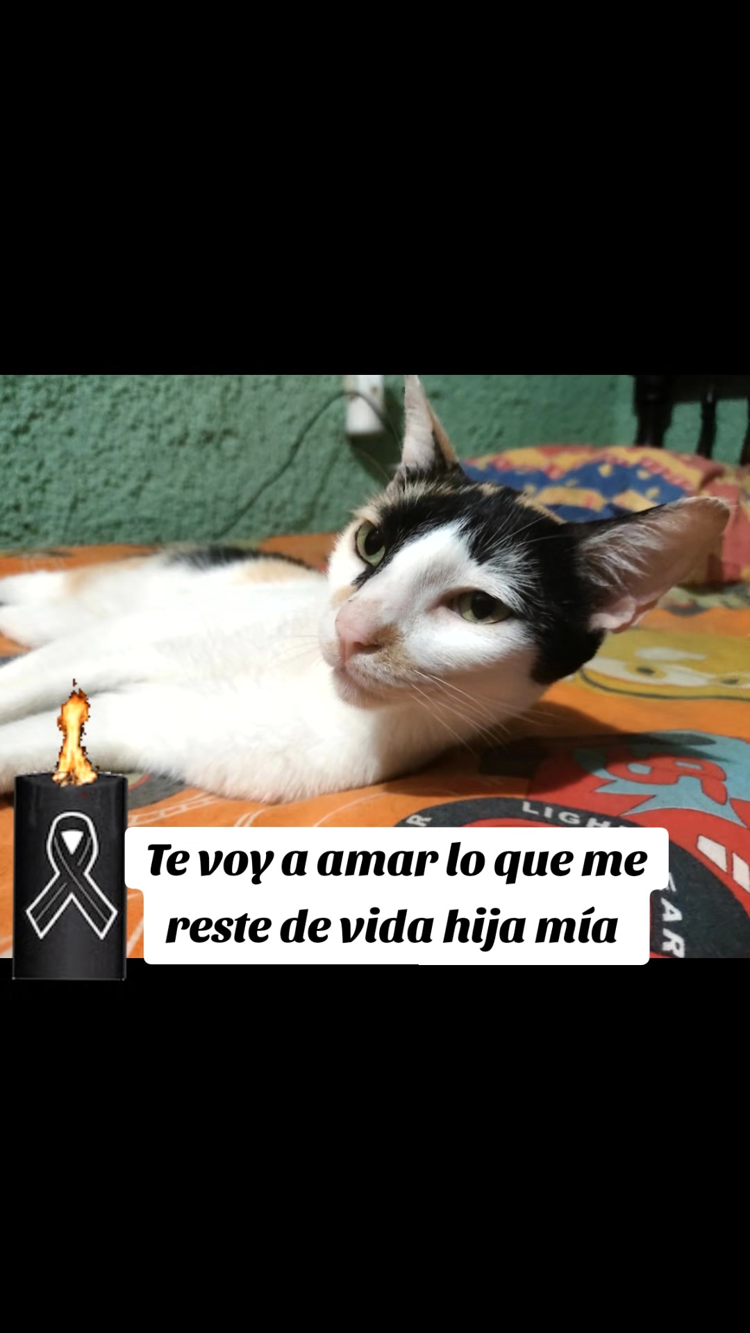 @Patitas y Garritas en la Calle