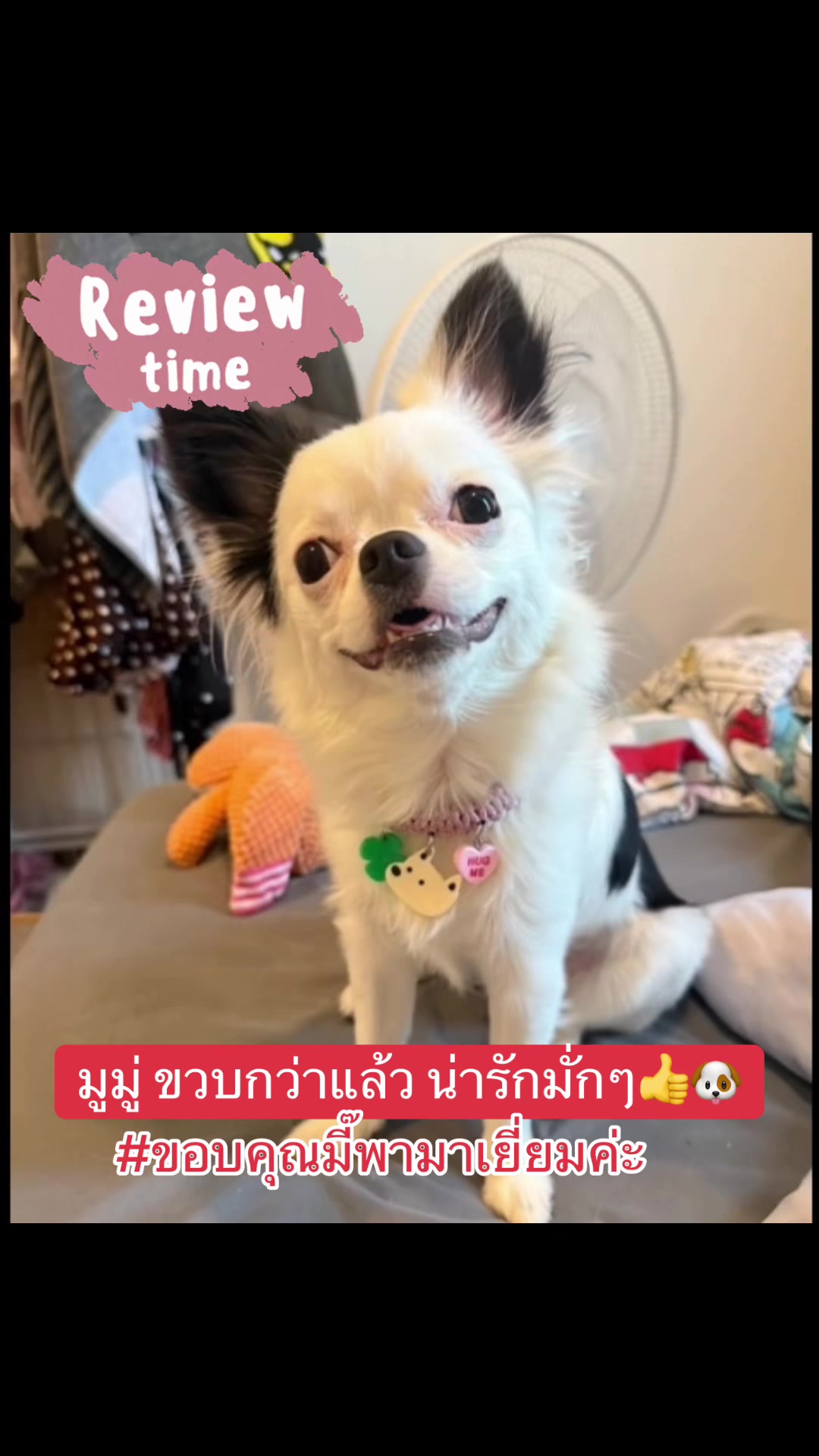 @Fb:Woww chihuahua