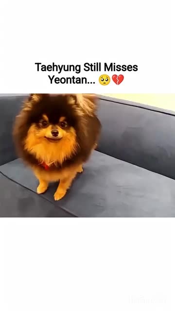 @BTS army lover