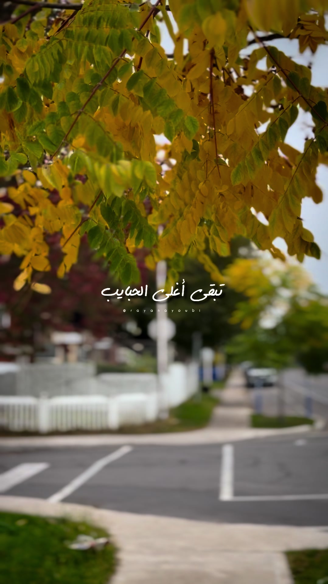 @Rayan El Ayoubi