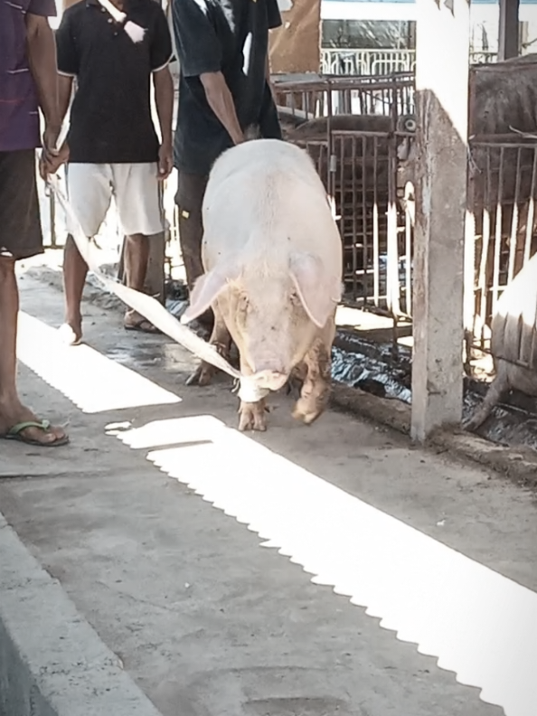 @W4 Pig Farm