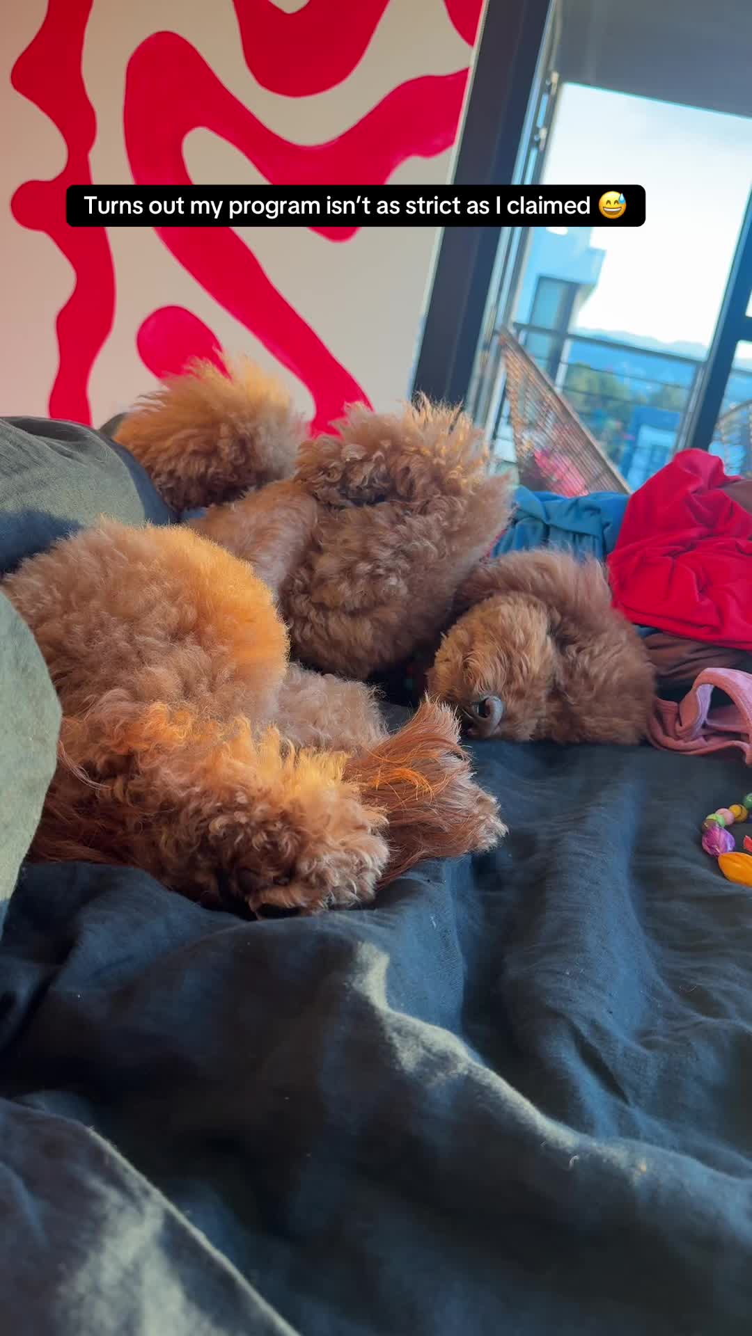 @Mocha | Mini Goldendoodle 🐾