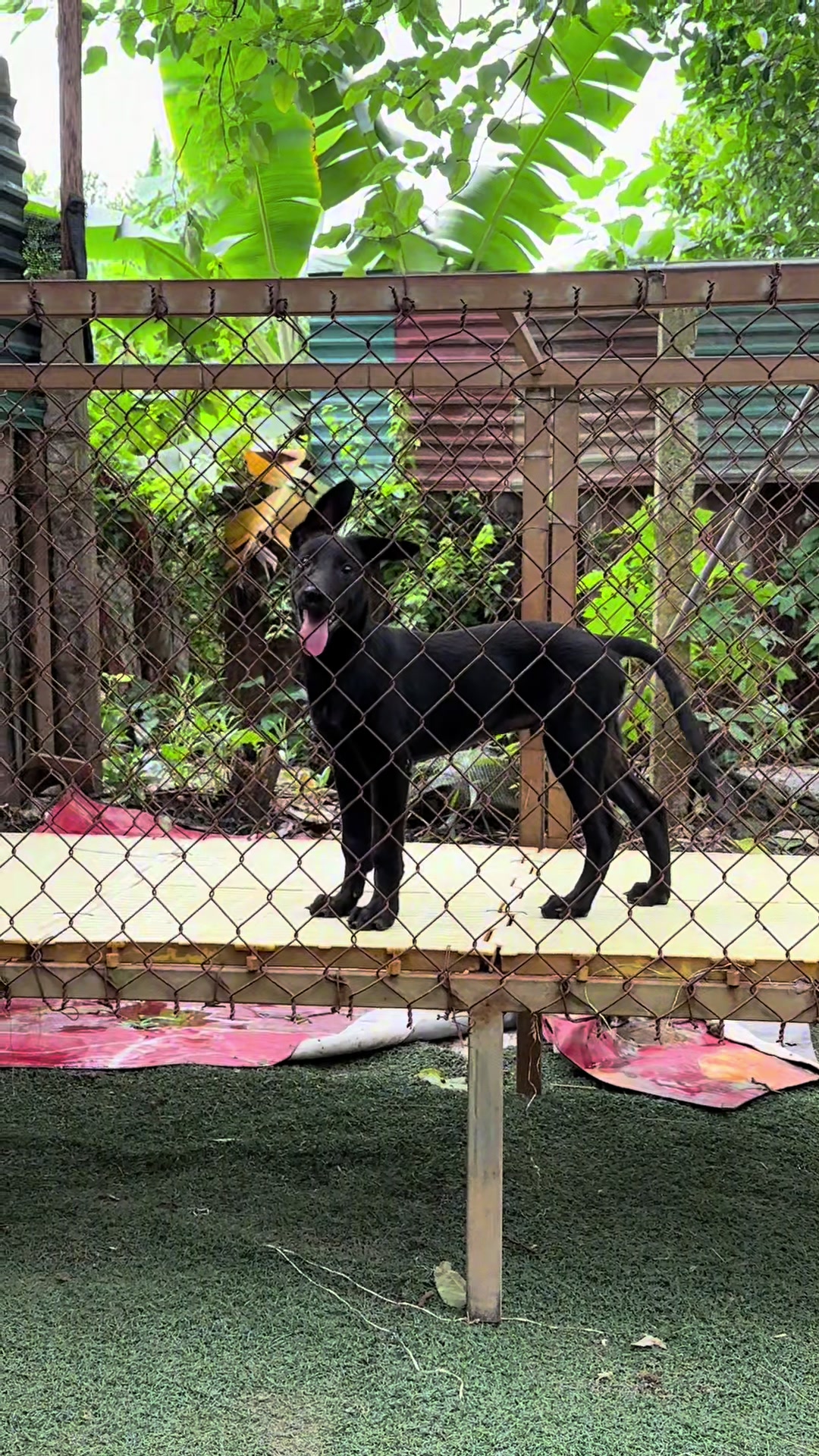 @Hồng long bi&ecirc;n malinois