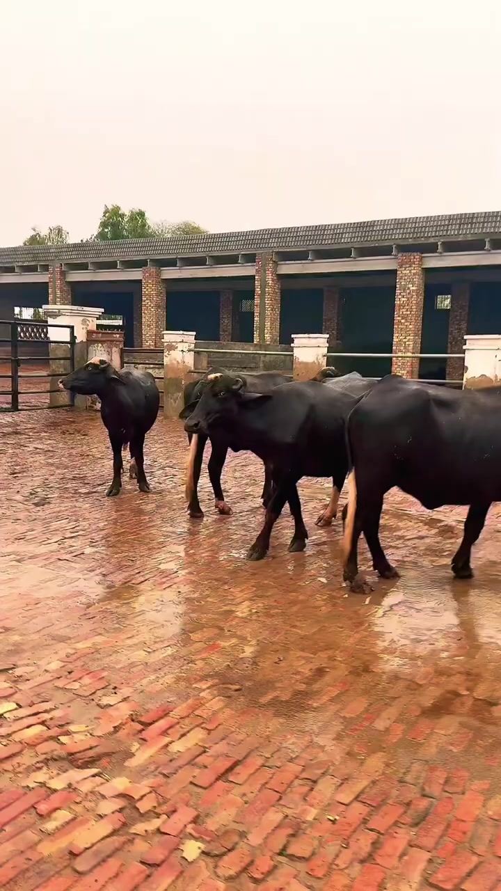 @GUJJAR DAIRY FARM