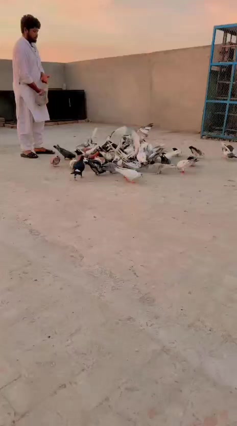 @عدیل رحمن لیہ وال کبوتر باز