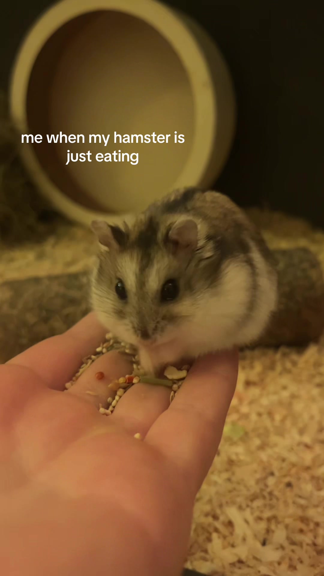 @&dagger;𝓙𝓾𝓵𝔂🐅