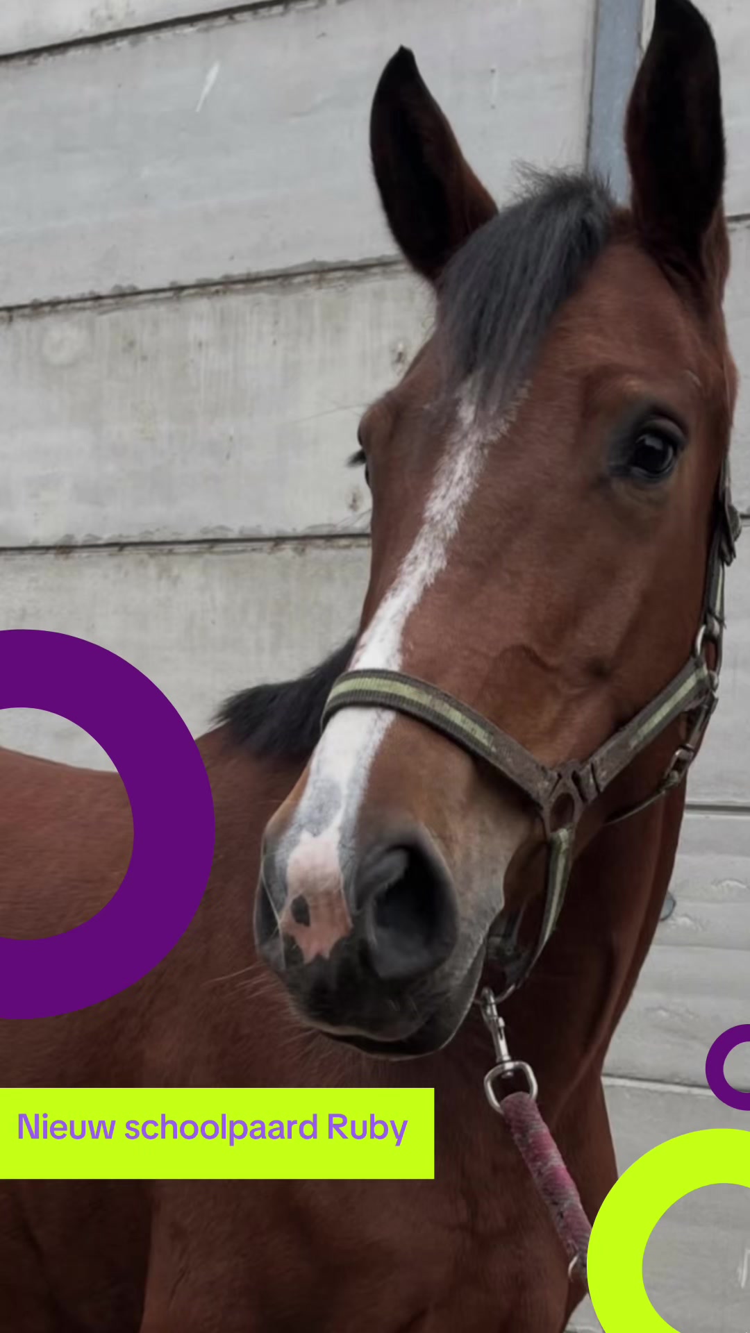 @Paardensport & -houderij Curio