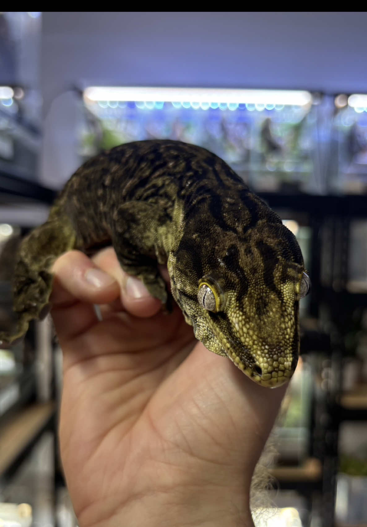 @P&M Gecko Nest🦎