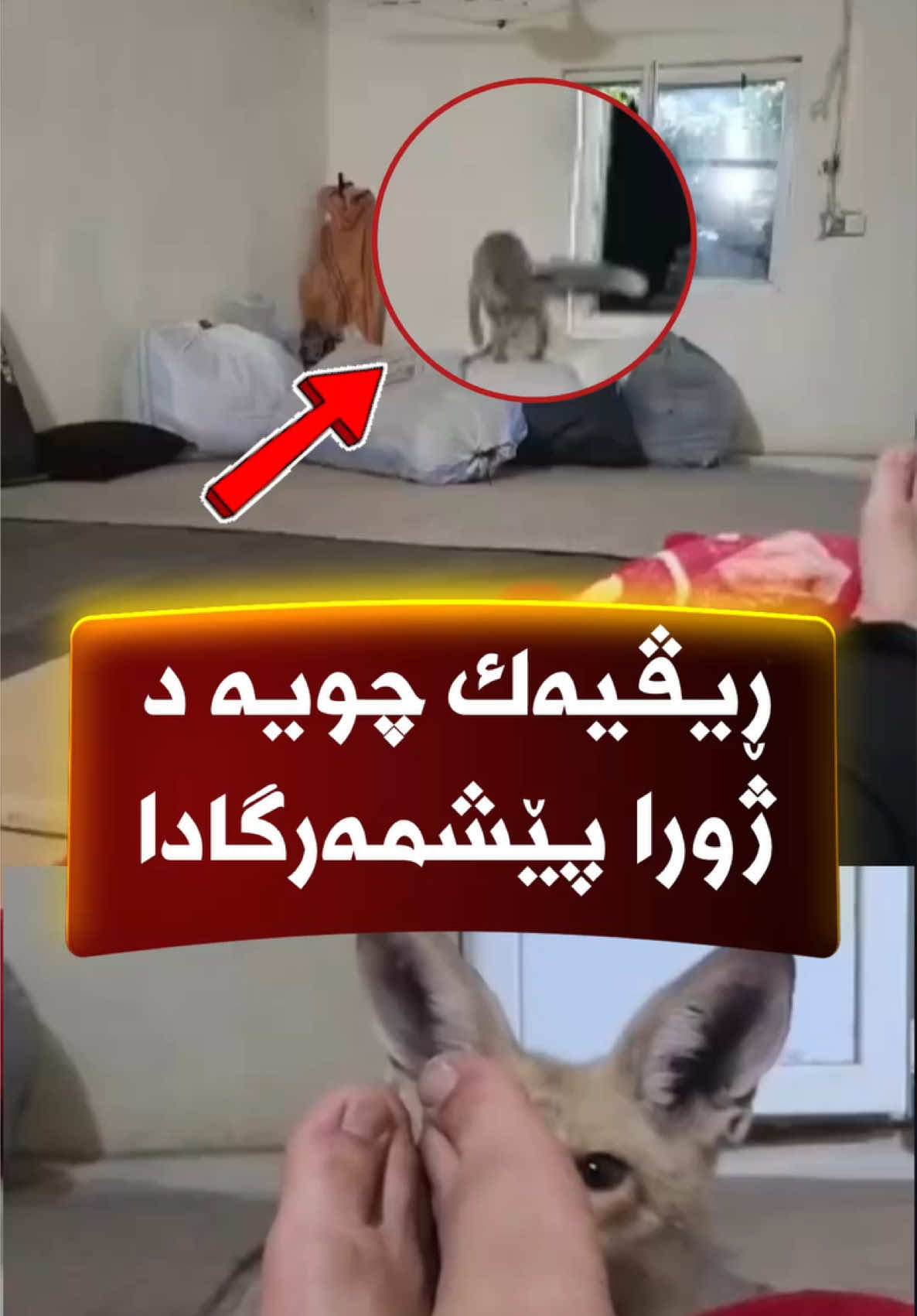 @🎤📺 𓆩جیگر هەركی𓆪 Journalist